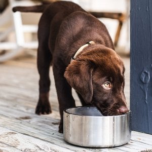 YETI Boomer Dog Bowl, Stainless Steel, 4-cup