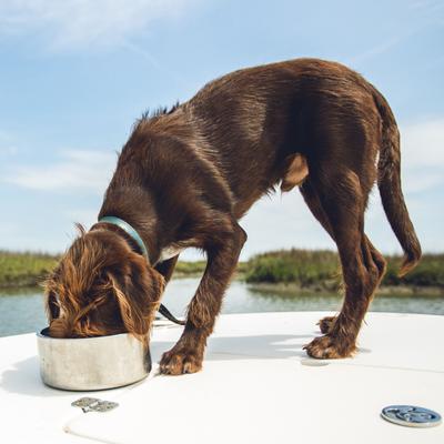 Show full view: YETI Boomer Dog Bowl, Stainless Steel, 8-cup slide 4 of 7