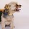 Show in main carousel: Zaley Designs Ditzy Floral Pumpkins Cotton Adjustable Dog Collar, Charcoal/Orange, Large: 15 to 25-in neck, 1-in wide slide 4 of 6