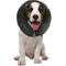 Show in main carousel: ZenPet ZenCollar Inflatable Recovery Dog & Cat Collar, Small slide 7 of 10