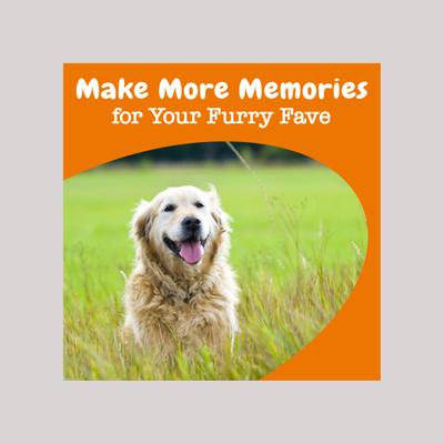 Show full view: Zesty Paws Advanced Cognition Bites Chicken Flavored Soft Chews Brain & Nervous System Supplement for Senior Dogs, 90 count slide 5 of 12