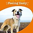 Show in main carousel: Zesty Paws Allergy & Immune Bites Allergies, Immune, & Gut Support Peanut Butter Flavored Soft Chews Supplement for Dogs, 10 count slide 4 of 11