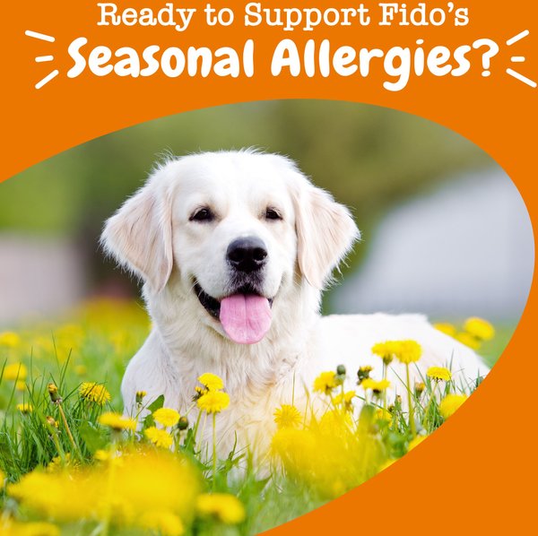 Show full view: Zesty Paws Allergy & Immune Bites Lamb Flavored Soft Chews Allergies, Immune, & Gut Support Supplement for Dogs, 90 count slide 5 of 11
