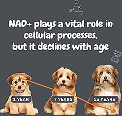 Zesty Paws Healthy Aging NAD+ Precursor Cellular Energy, Brain, & Heart Bacon Flavor Powder Supplement for Dogs, 30 count slide 2 of 9