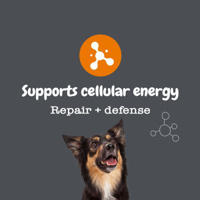 Show full view: Zesty Paws Healthy Aging NAD+ Precursor Cellular Energy, Brain, & Heart Bacon Flavor Powder Supplement for Dogs, 30 count slide 8 of 11