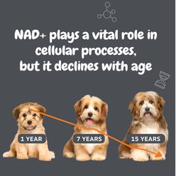 Zesty Paws Healthy Aging NAD+ Precursor Cellular Energy, Brain & Heart Supplement for Dogs, 60 count slide 2 of 9