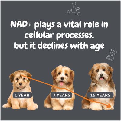 Show full view: Zesty Paws Healthy Aging NAD+ Precursor Cellular Energy, Brain & Heart Supplement for Dogs, 60 count slide 3 of 13