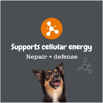 Show full view: Zesty Paws Healthy Aging NAD+ Precursor Cellular Energy, Brain & Heart Supplement for Dogs, 60 count slide 6 of 13