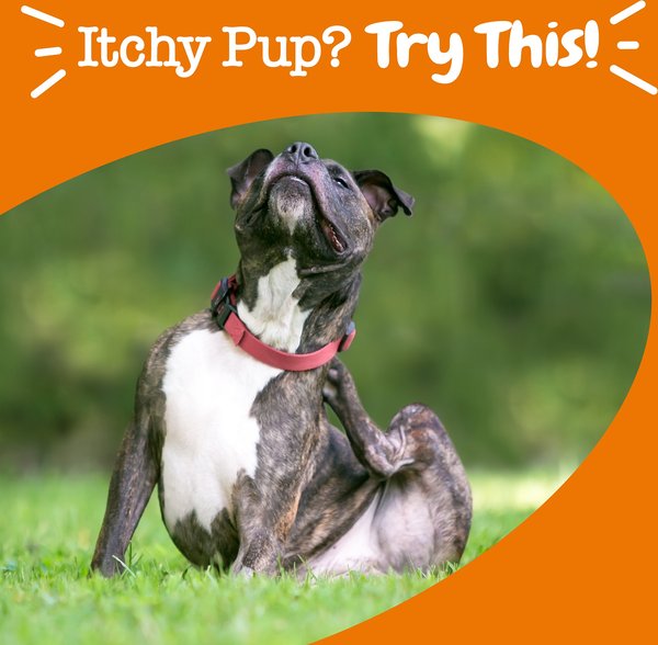 Show full view: Zesty Paws Itch Relief Bites Chicken Flavored Soft Chews Immune Supplement for Dogs, 50 count slide 5 of 9