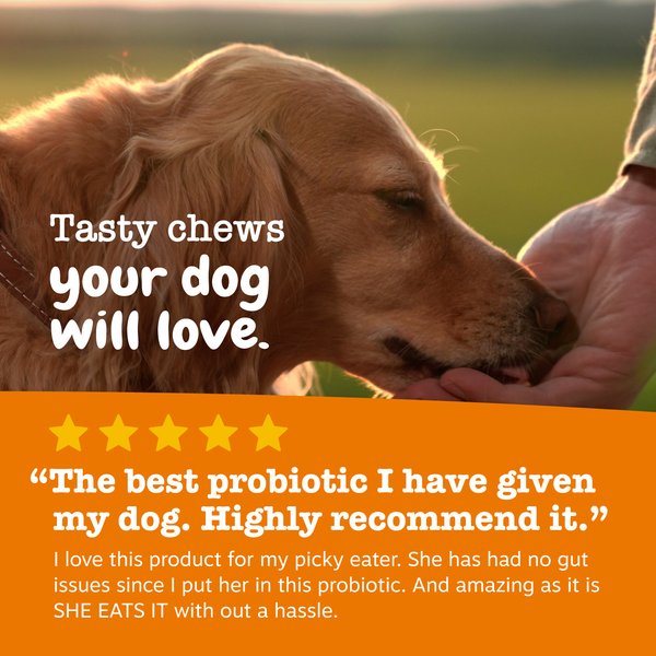 Show full view: Zesty Paws Probiotic Bites Pumpkin Flavored Soft Chews Gut Flora & Digestive Supplement for Dogs, 90 count slide 5 of 9