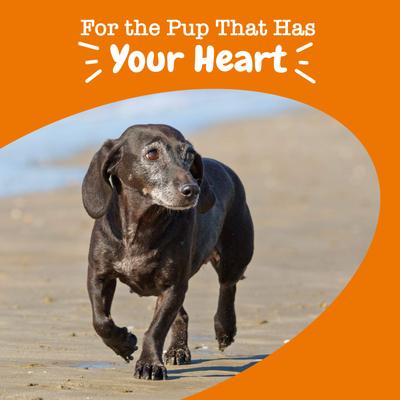 Show full view: Zesty Paws Senior Advanced Cardio Bites Salmon Flavored Soft Chews Heart Supplement for Dogs, 90 count slide 4 of 10