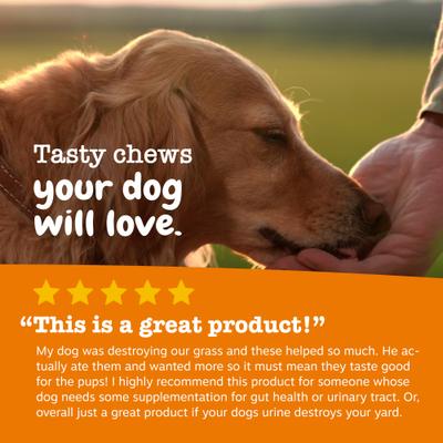 Show full view: Zesty Paws Stay Green Bites Chicken Flavored Soft Chews Grass Protection Urine Neutralizer & Digestive Supplement for Dogs 90 count slide 7 of 13
