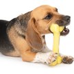 Show in main carousel: Zeus Duo Bone Dog Toy, 7-in, Yellow slide 4 of 5
