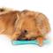 Show in main carousel: Zeus Duo Stick Dog Toy, Turquoise, 9-in slide 4 of 6