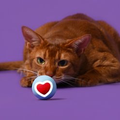 ZEZE Sweetie Smart Auto Rolling Led Heart Light Usb Rechargeable Electronic Cat Ball Toy, Blue