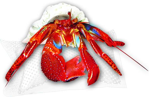 Show full view: Zilla Reptile Cricket Water Pillows, 6-pack slide 4 of 9