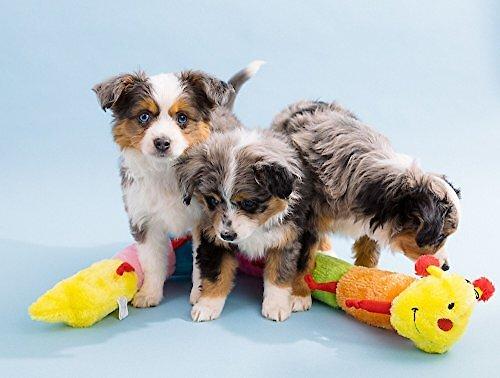 Show full view: ZippyPaws Caterpillar with Squeakers Plush Dog Toy, Deluxe slide 3 of 7