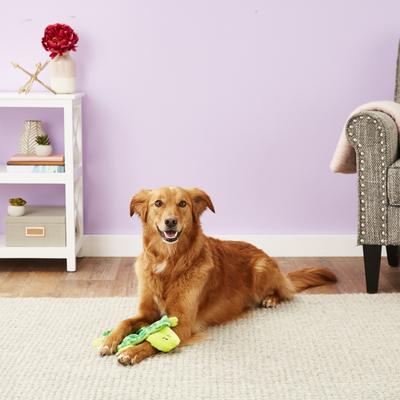 Show full view: ZippyPaws Squeakie Crawler Slowpoke the Turtle Dog Toy slide 2 of 7