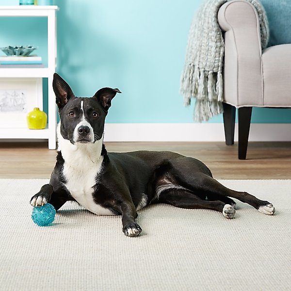 Show full view: ZippyPaws ZippyTuff Squeaker Ball Dog Toy, Teal, Small slide 2 of 5