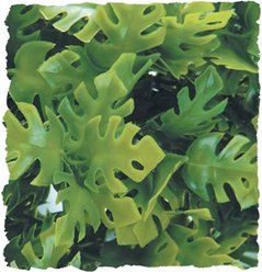 Zoo Med Amazonian Phyllo Bush Plant, Medium