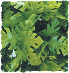 Zoo Med Amazonian Phyllo Bush Plant, Small