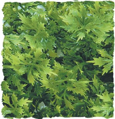 Show full view: Zoo Med Australian Maple Bush Plant, Medium slide 3 of 3