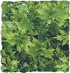 Zoo Med Australian Maple Bush Plant, Small