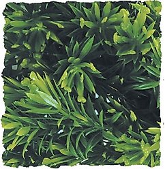 Zoo Med Borneo Star Reptile Plant, Medium slide 2 of 3