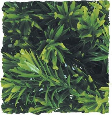 Show full view: Zoo Med Borneo Star Reptile Plant, Medium slide 3 of 3