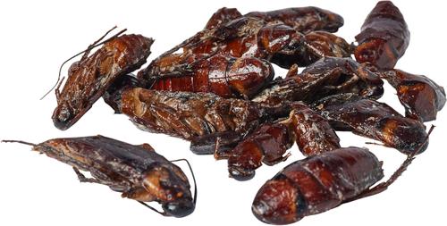 Show full view: Zoo Med Can O' Cockroaches Reptile Food, 1.2-oz can slide 4 of 4