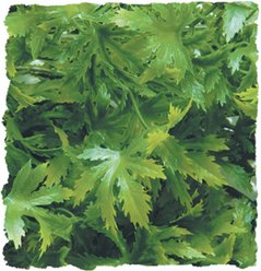 Zoo Med Cannabis Reptile Plant, Small