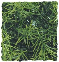 Zoo Med Cashuarina Artificial Plant