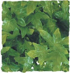 Zoo Med Congo Ivy Reptile Plant, Medium