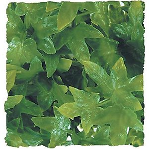 Zoo Med Congo Ivy Reptile Plant, Medium