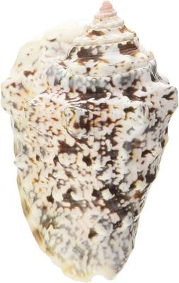 Show full view: Zoo Med Hermit Crab "Growth" Shell, Large slide 2 of 4