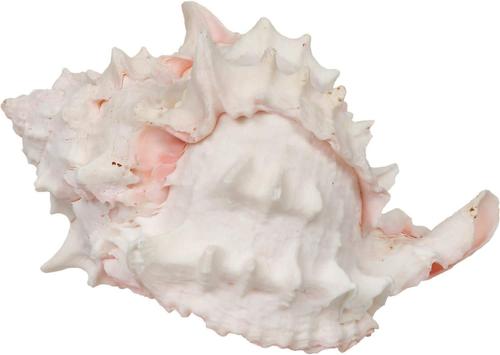 Show full view: Zoo Med Hermit Crab Growth Shell, Medium, 2 count slide 2 of 2