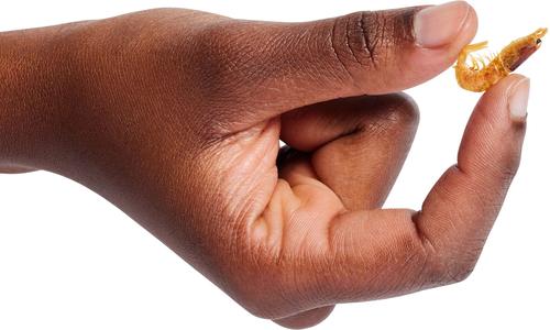 Show full view: Zoo Med Large Sun-Dried Red Shrimp Turtle Treats, 5-oz jar slide 4 of 7