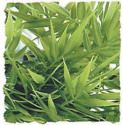 Zoo Med Madagascar Bamboo Artificial Plant slide 1 of 2