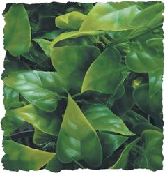 Zoo Med Mexican Phyllo Reptile Plant, Medium