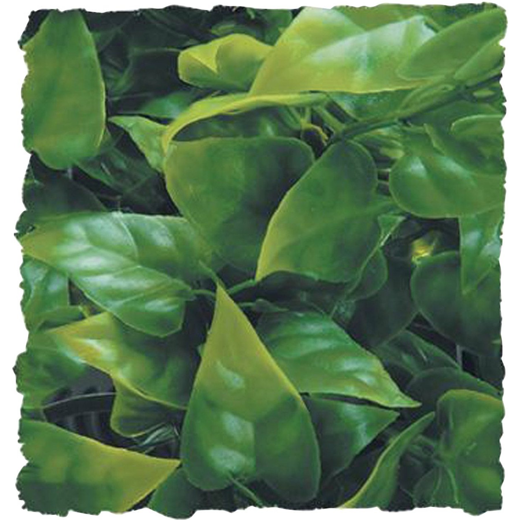 Zoo Med Mexican Phyllo Reptile Plant, Medium