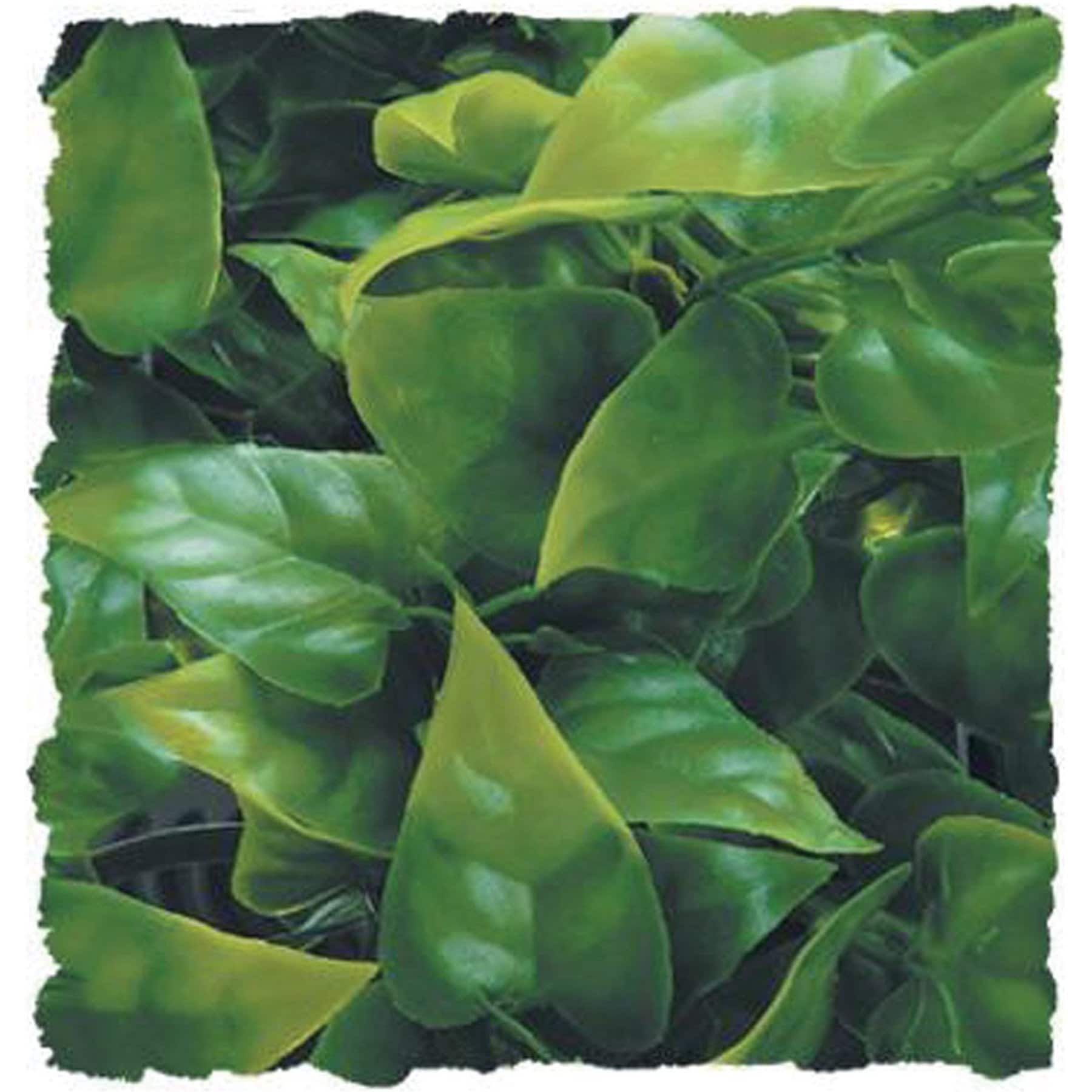 Zoo Med Mexican Phyllo Reptile Plant, Small