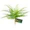 Show in main carousel: Zoo Med Naturalistic Flora Lace Fern Artificial Plant slide 1 of 1