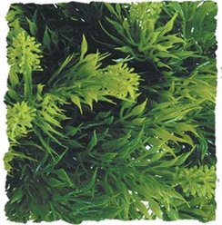 Zoo Med Naturalistic Flora Small Malaysian Fern Reptile Plant slide 2 of 2