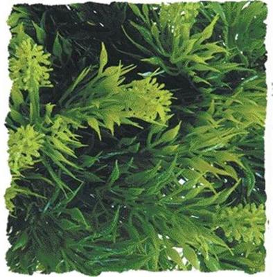 Show full view: Zoo Med Naturalistic Flora Small Malaysian Fern Reptile Plant slide 2 of 2