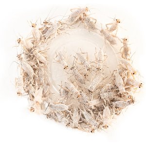 Zoo Med Repti Calcium with D3 Reptile Supplement, 3-oz jar