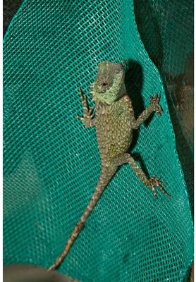 Show full view: Zoo Med Repti Hammock, Giant slide 8 of 11