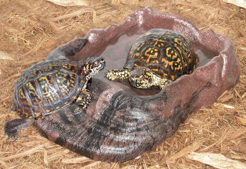 Show full view: Zoo Med Repti Ramp Bowl Reptile Feeder, X-Large slide 2 of 3