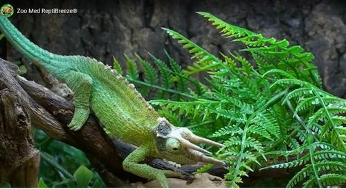 Show full view: Zoo Med ReptiBreeze Reptile Cage, Small slide 2 of 3