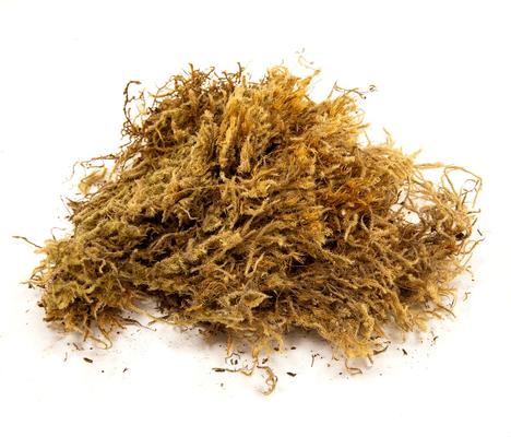 Show full view: Zoo Med Terrarium Moss Reptile Substrate, Medium slide 3 of 5