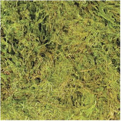 Show full view: Zoo Med Terrarium Moss Reptile Substrate, Large slide 2 of 3